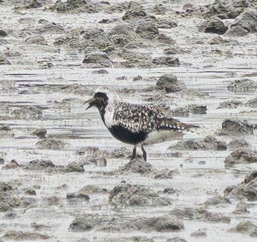 Black-bellied Plover - ML642150120