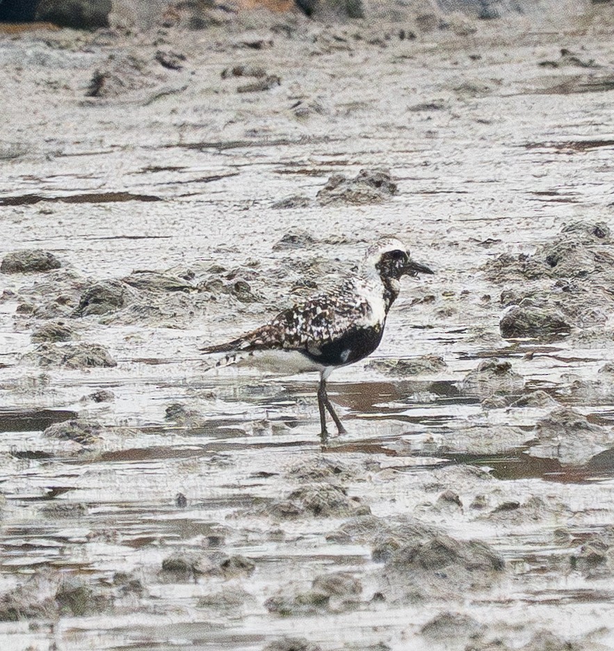 Black-bellied Plover - ML642150121