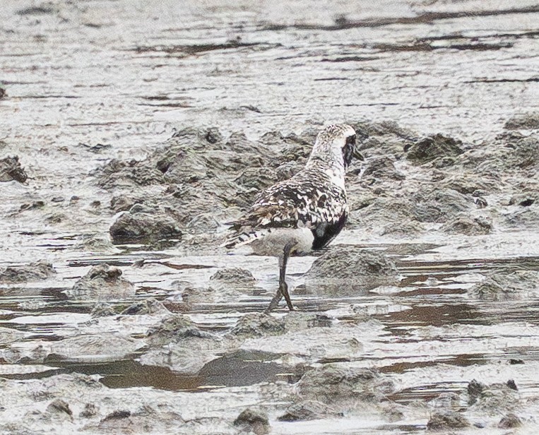 Black-bellied Plover - ML642150122