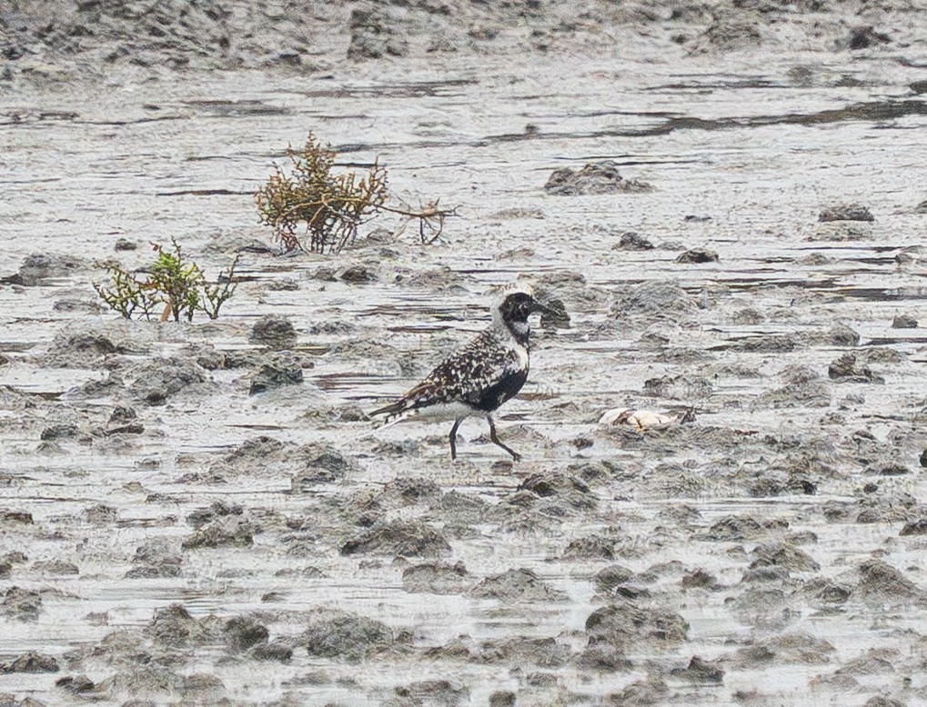 Black-bellied Plover - ML642150123