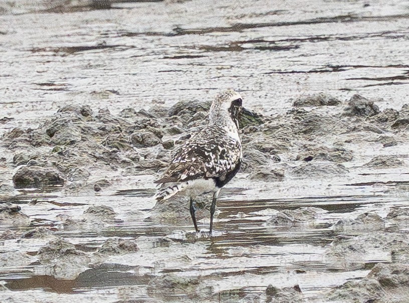 Black-bellied Plover - ML642150125