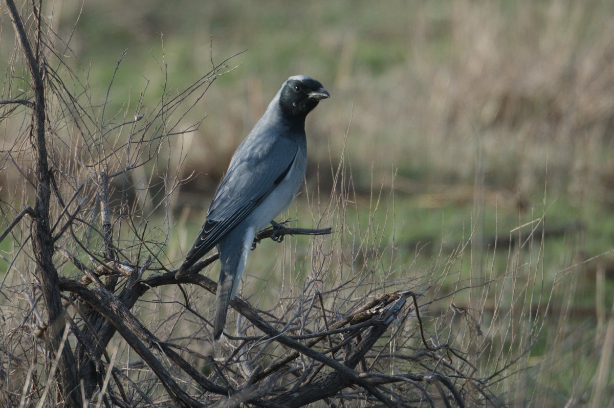 Black-faced Cuckooshrike - ML642150130