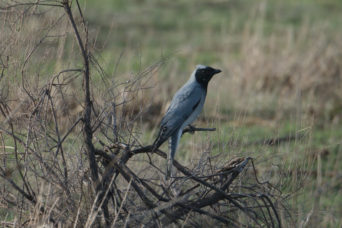 Black-faced Cuckooshrike - ML642150131