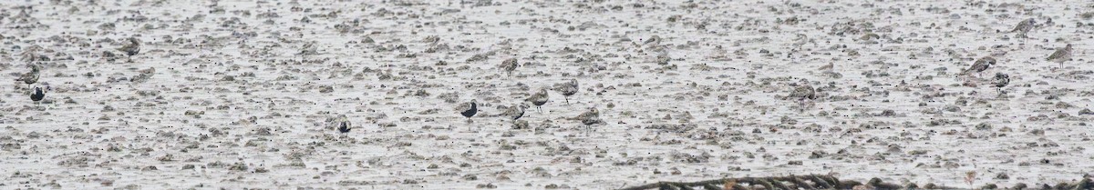 Black-bellied Plover - ML642150137