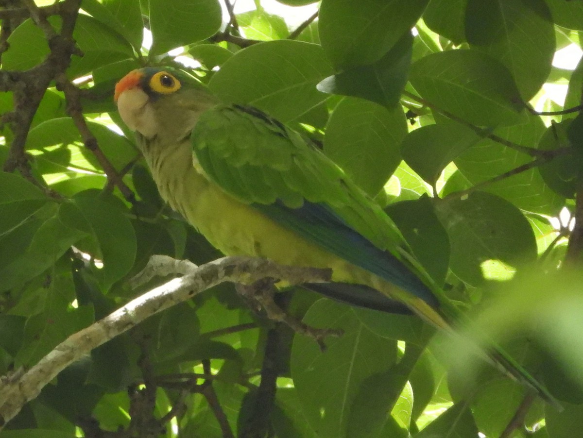 Orange-fronted Parakeet - ML642150138