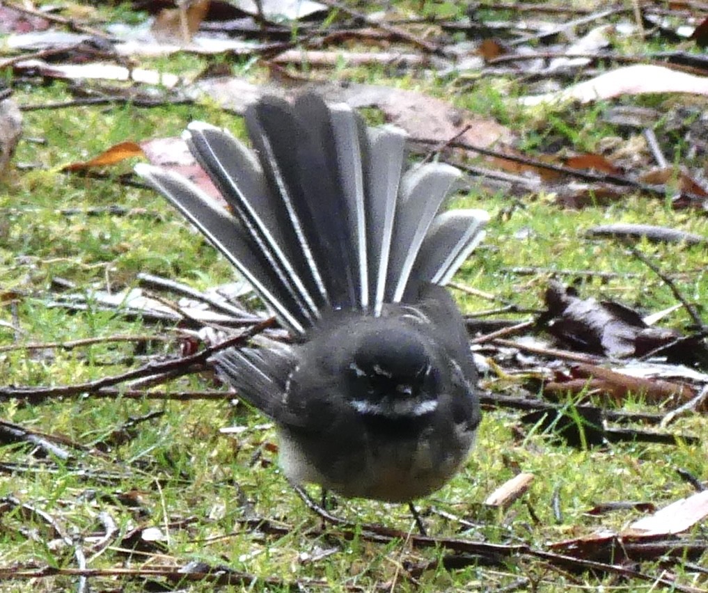 Gray Fantail - ML642150142