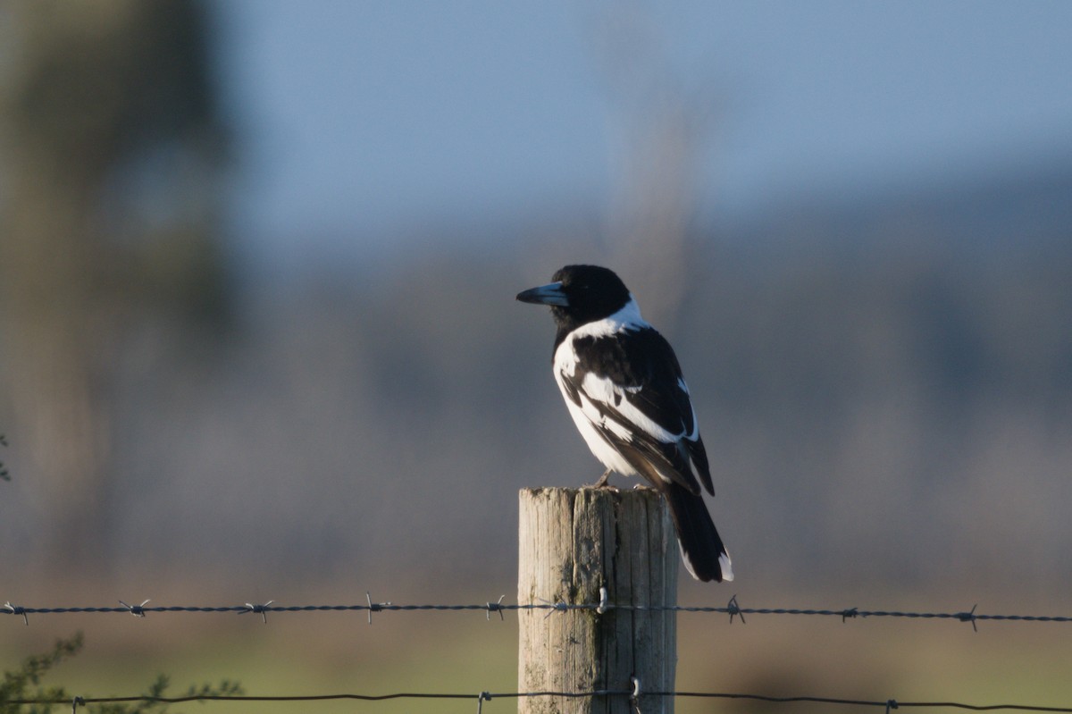 Pied Butcherbird - ML642150156