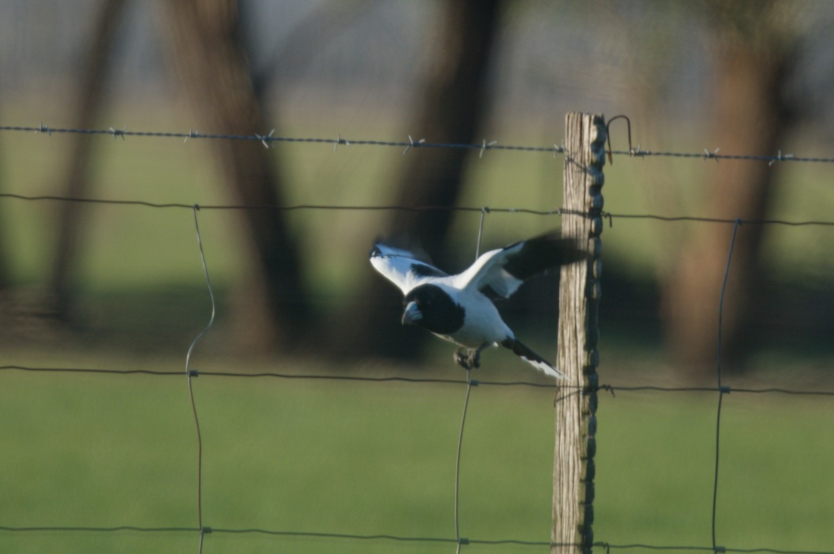 Pied Butcherbird - ML642150157