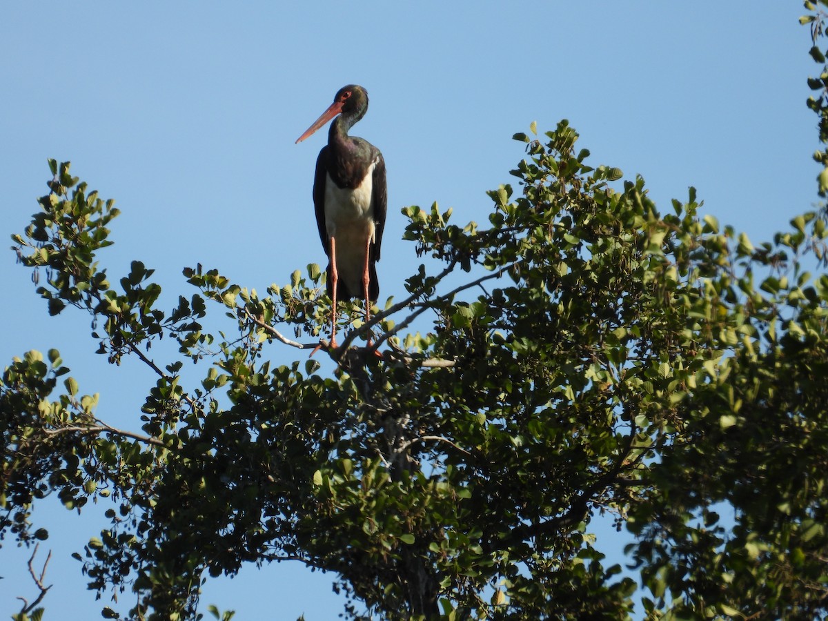 Black Stork - ML642150163