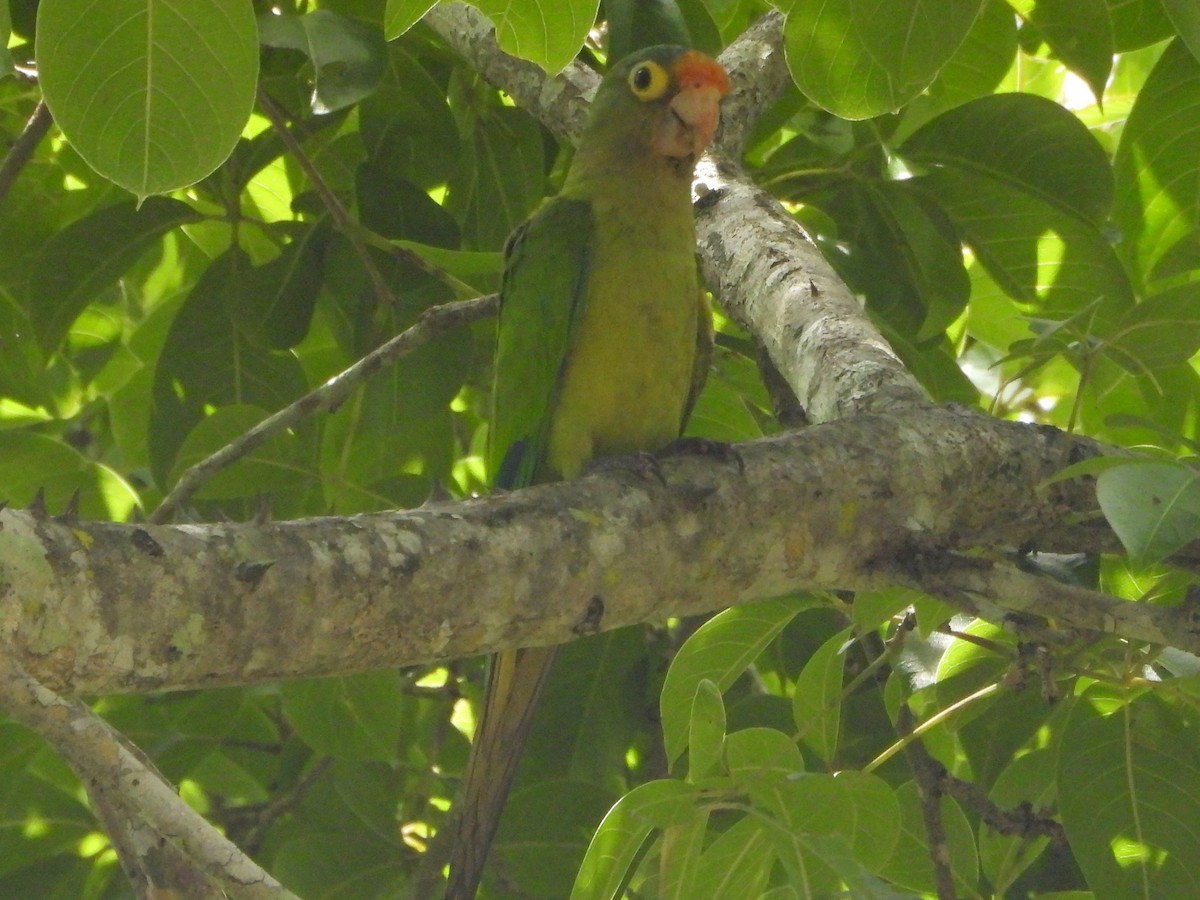 Orange-fronted Parakeet - ML642150164