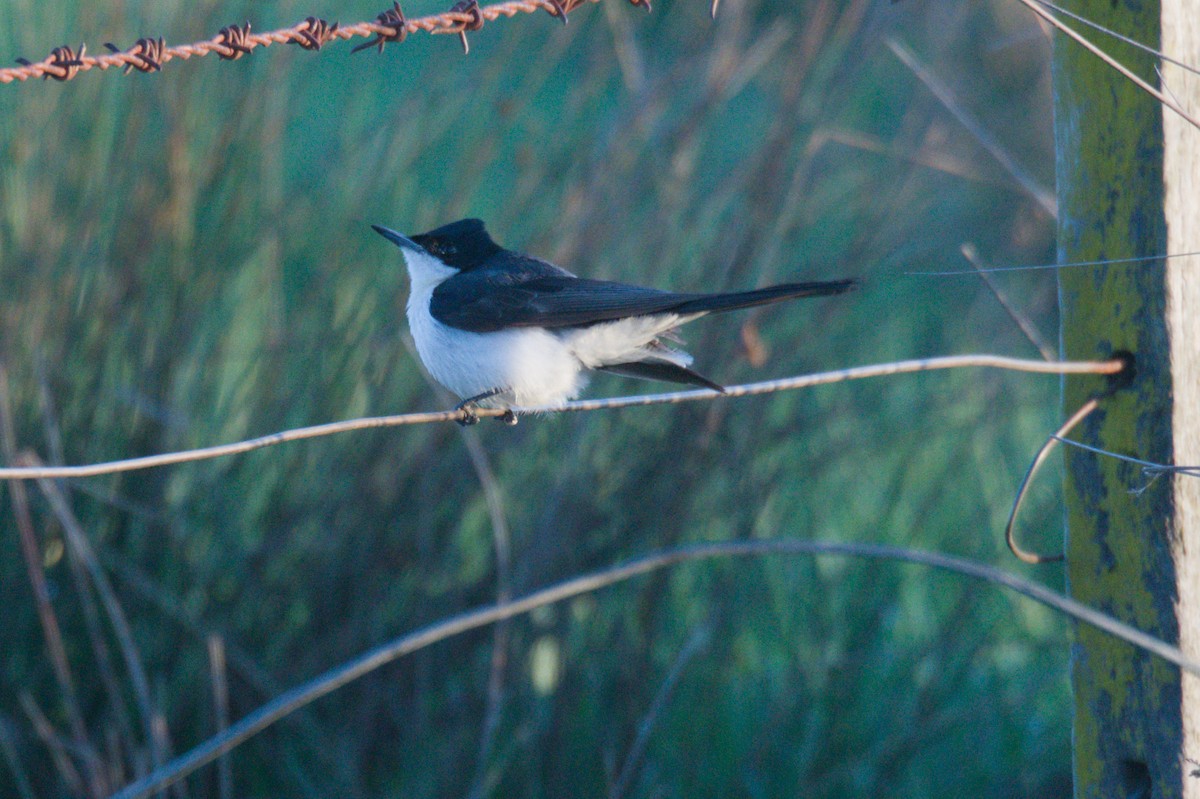 Restless Flycatcher - ML642150188