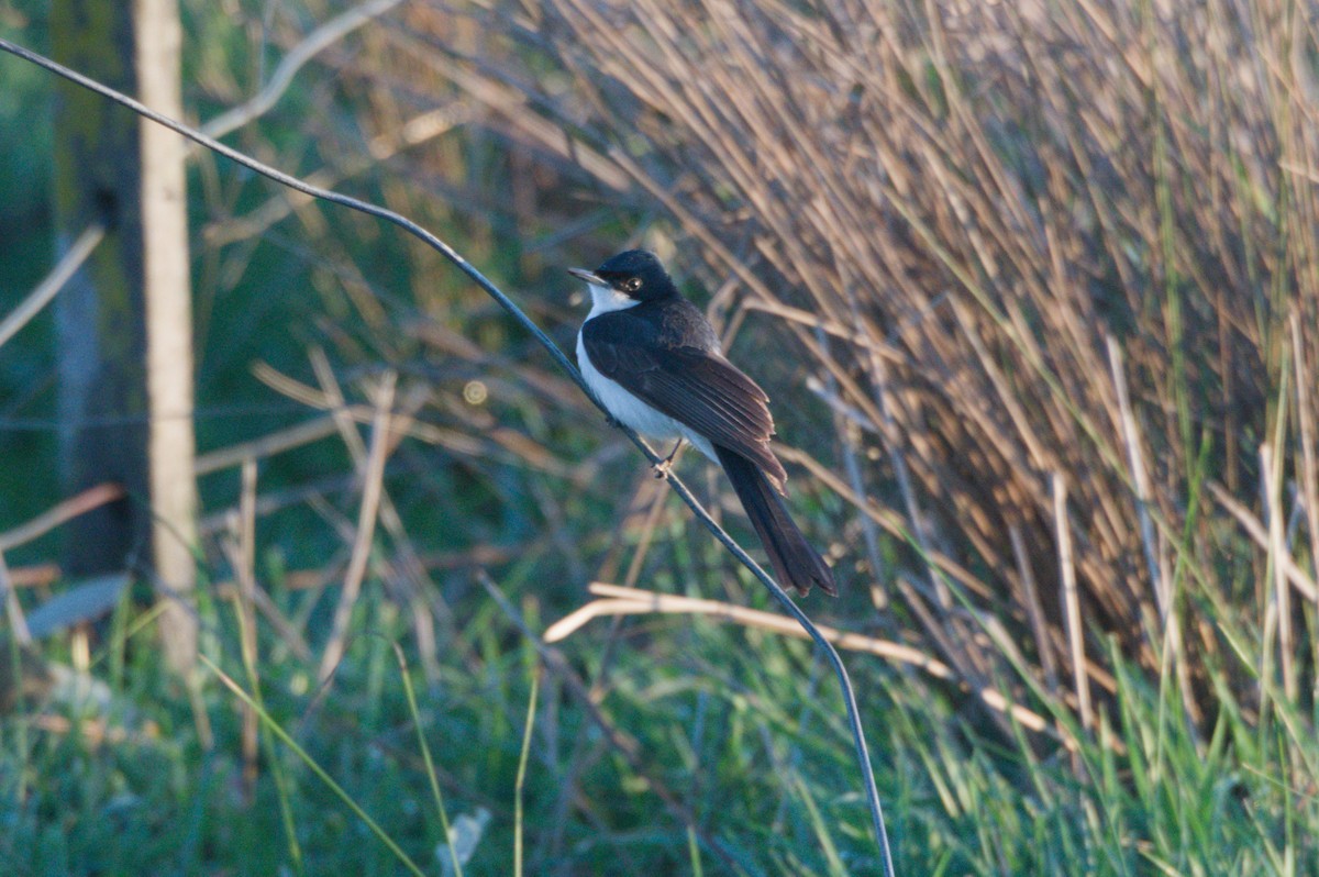 Restless Flycatcher - ML642150190