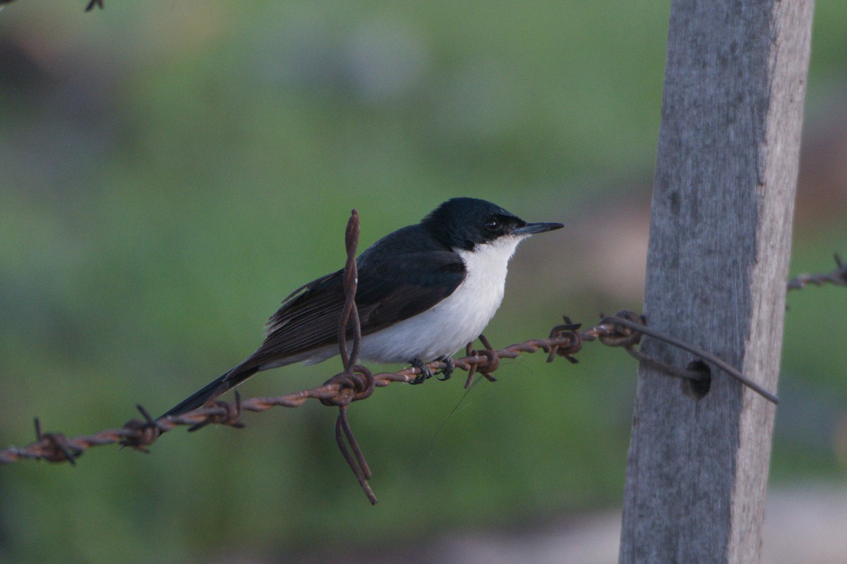 Restless Flycatcher - ML642150191