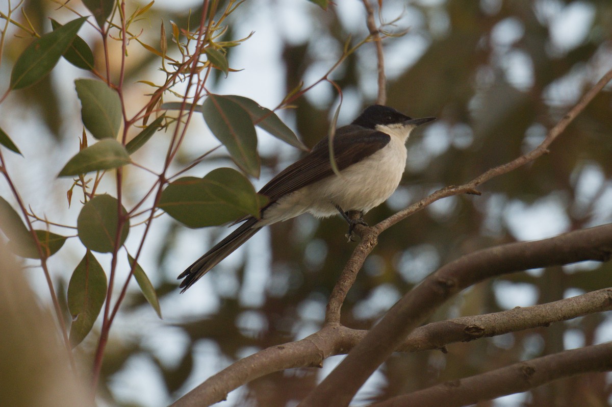 Restless Flycatcher - ML642150192
