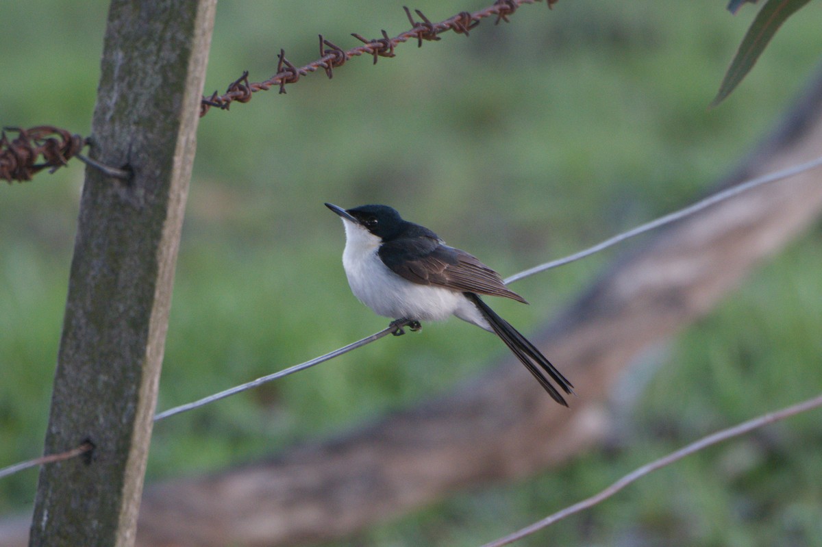 Restless Flycatcher - ML642150193