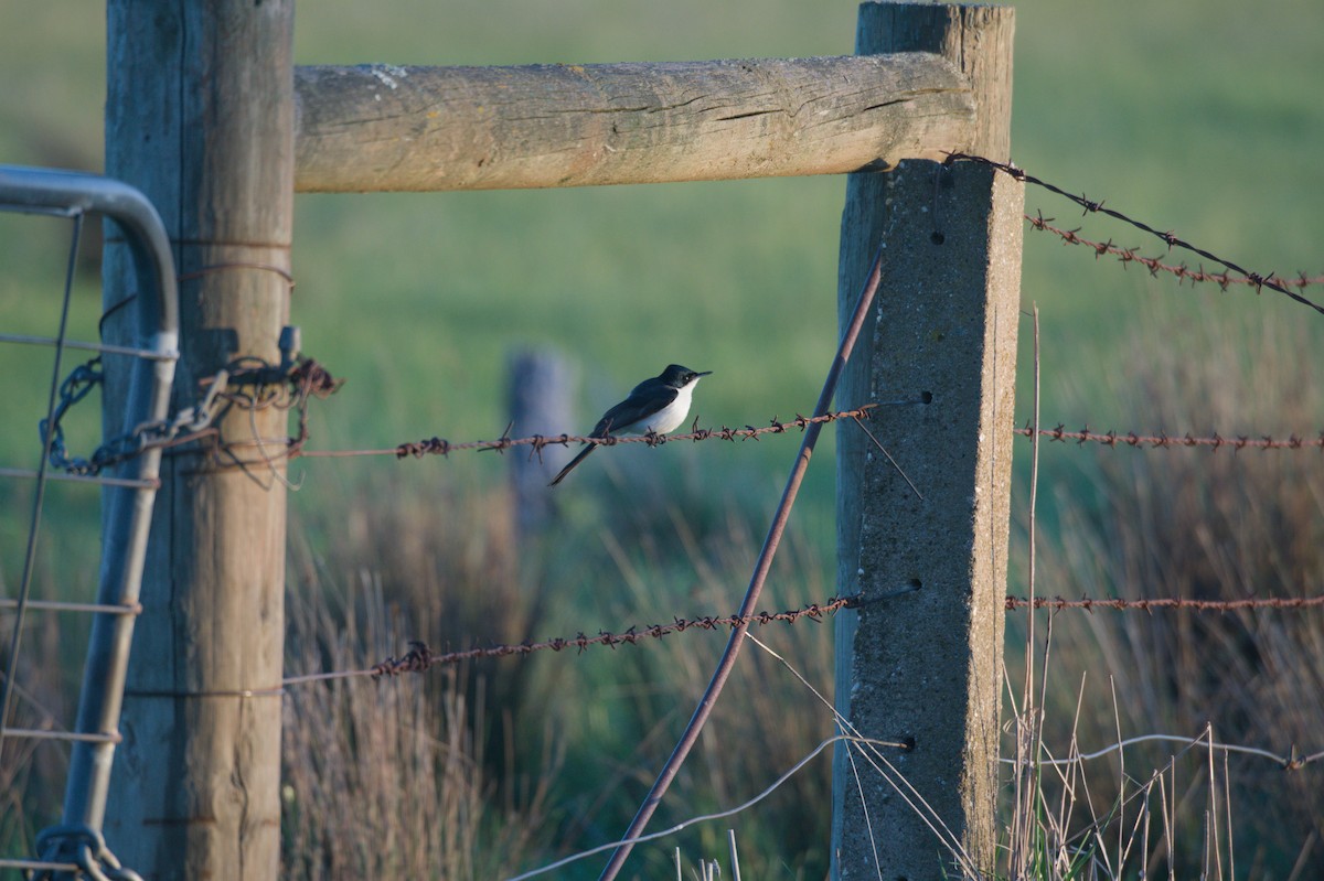 Restless Flycatcher - ML642150194