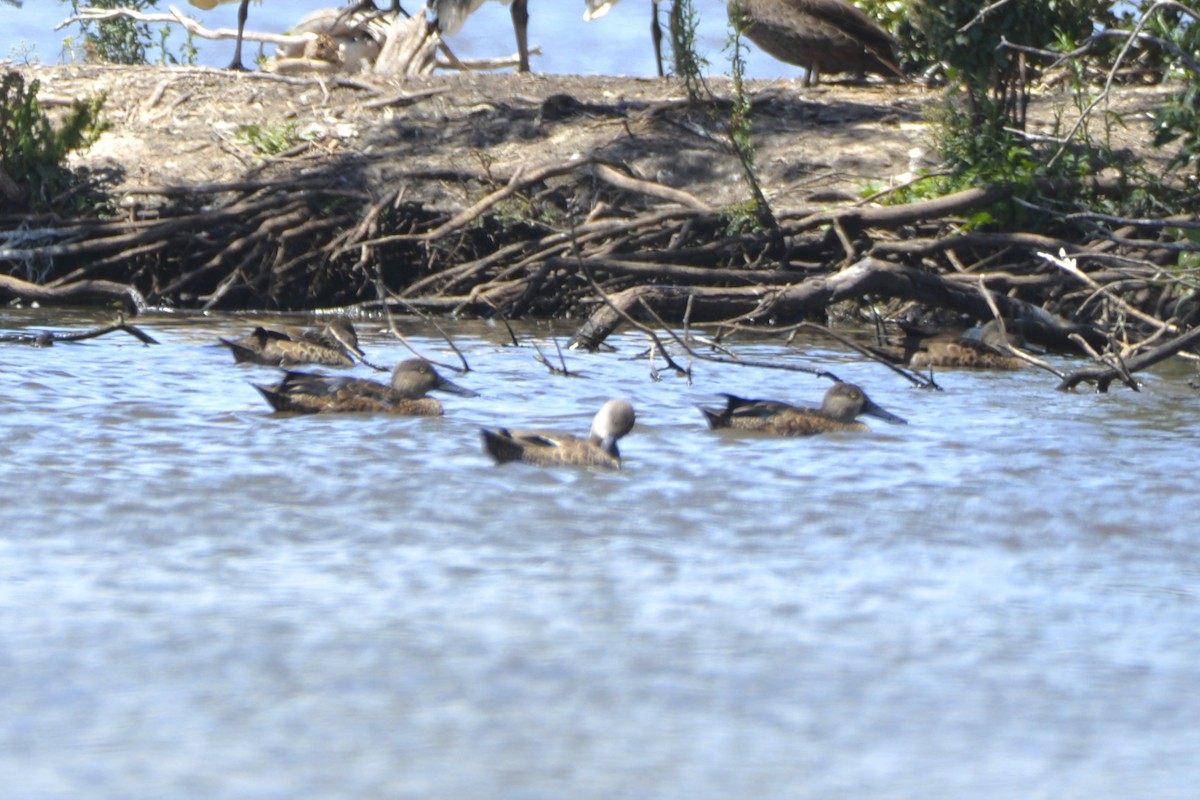 Canard bridé - ML642150222