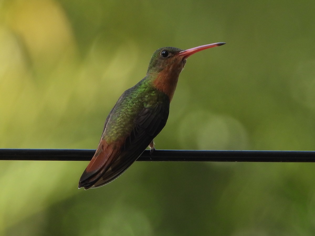 Cinnamon Hummingbird - ML642150223