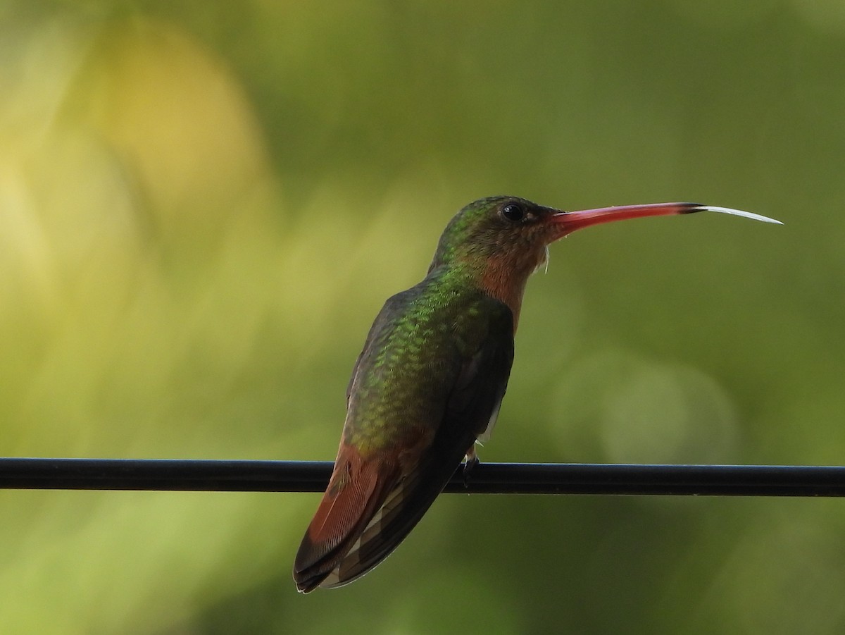 Cinnamon Hummingbird - ML642150224