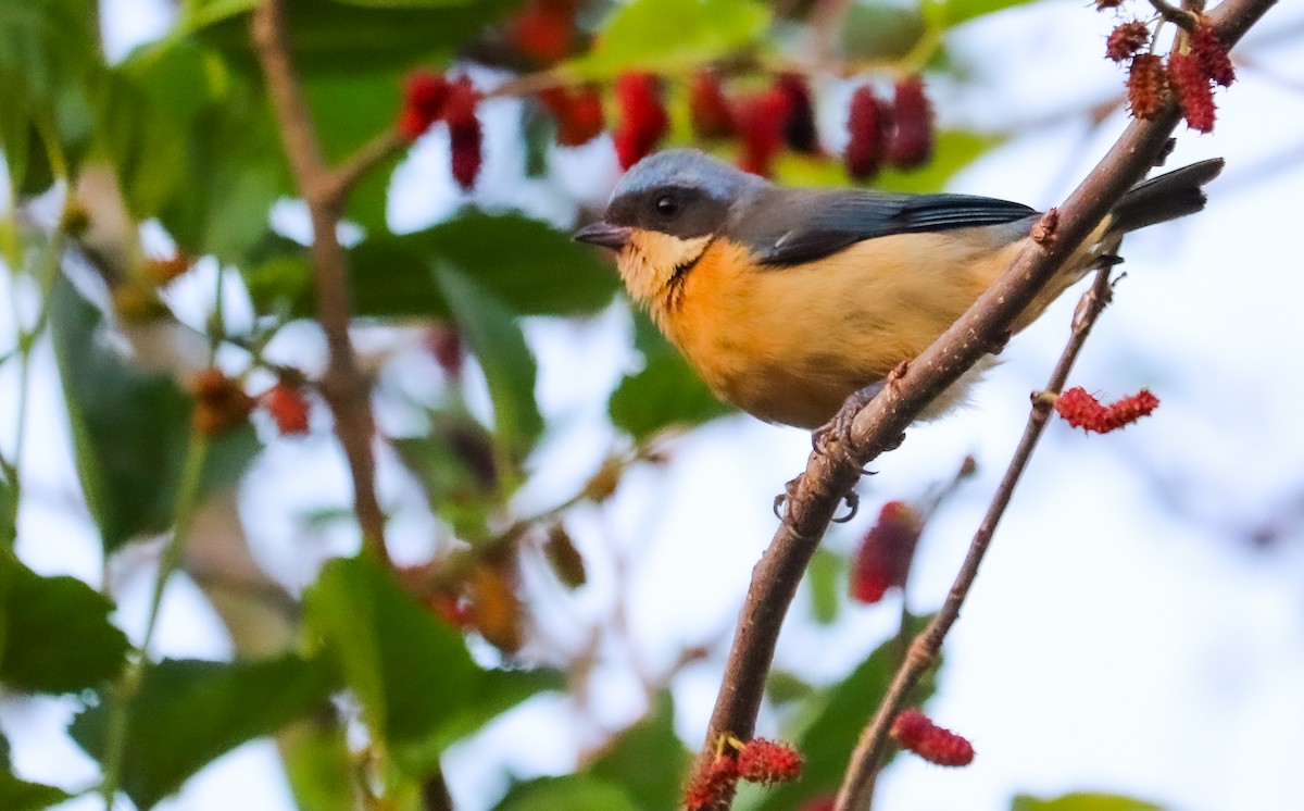 Fawn-breasted Tanager - ML642150235