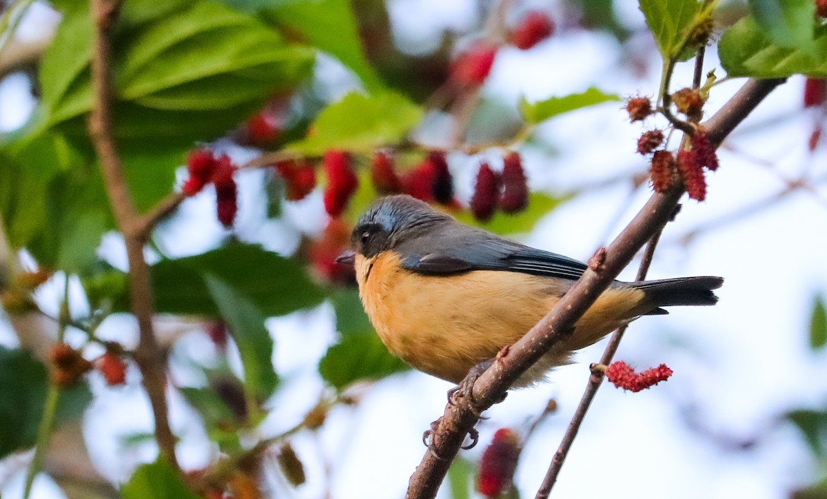 Fawn-breasted Tanager - ML642150236