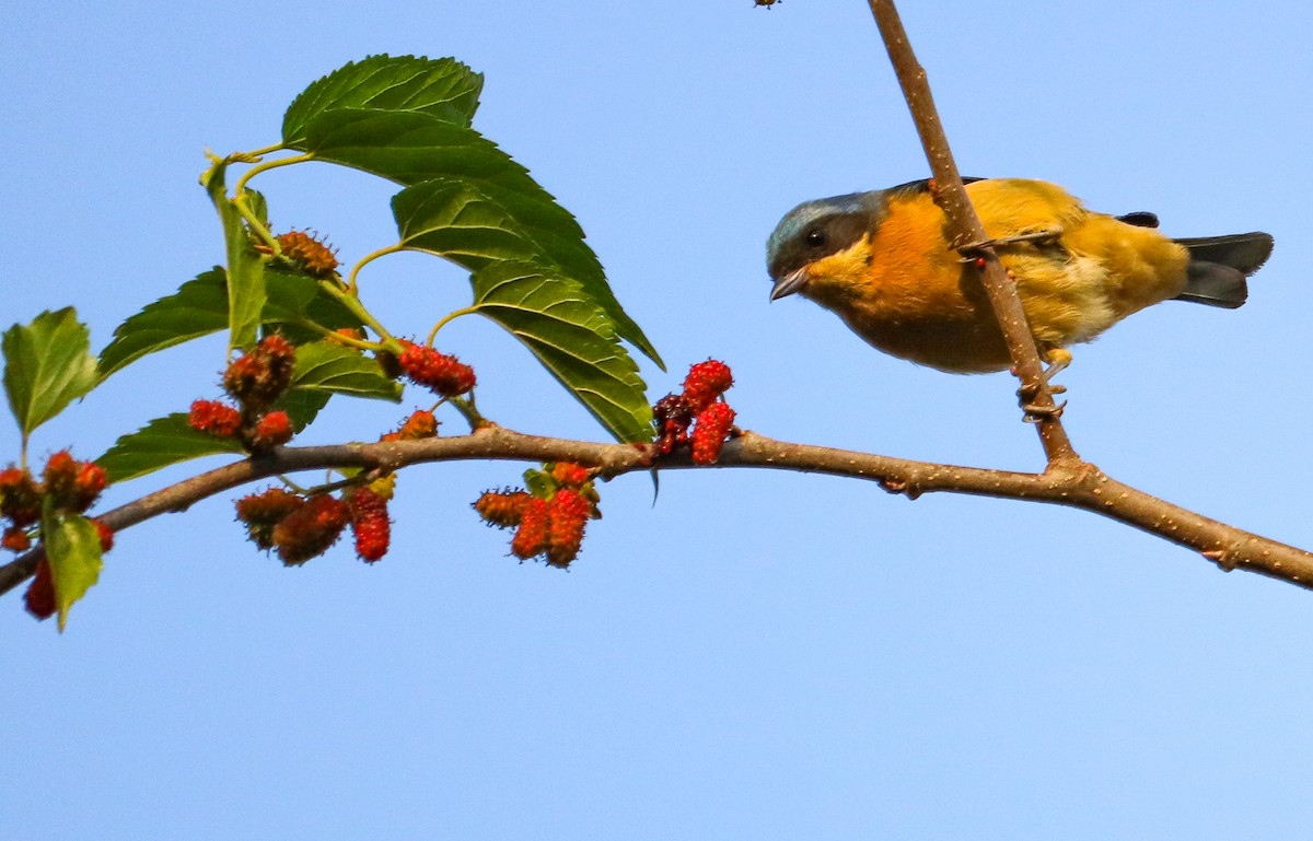 Fawn-breasted Tanager - ML642150237