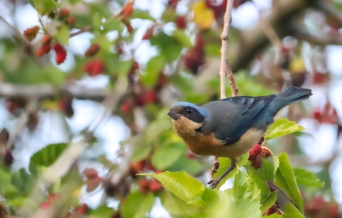 Fawn-breasted Tanager - ML642150238