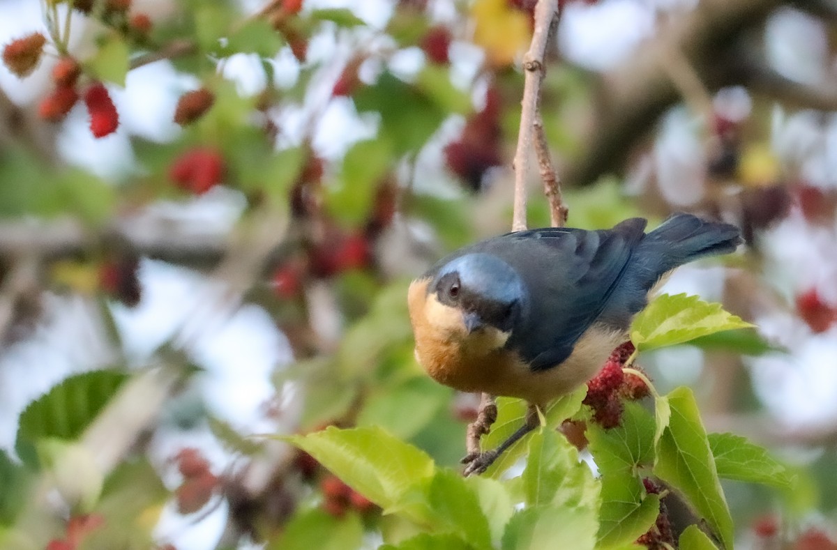 Fawn-breasted Tanager - ML642150240