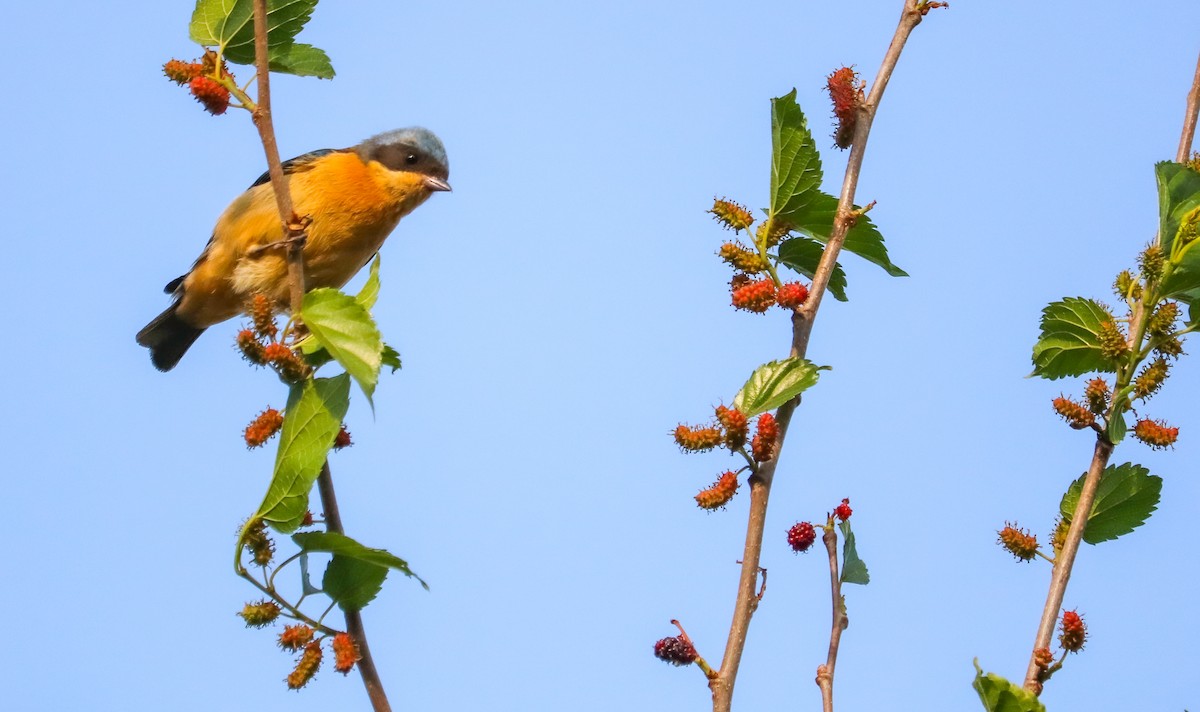 Fawn-breasted Tanager - ML642150241