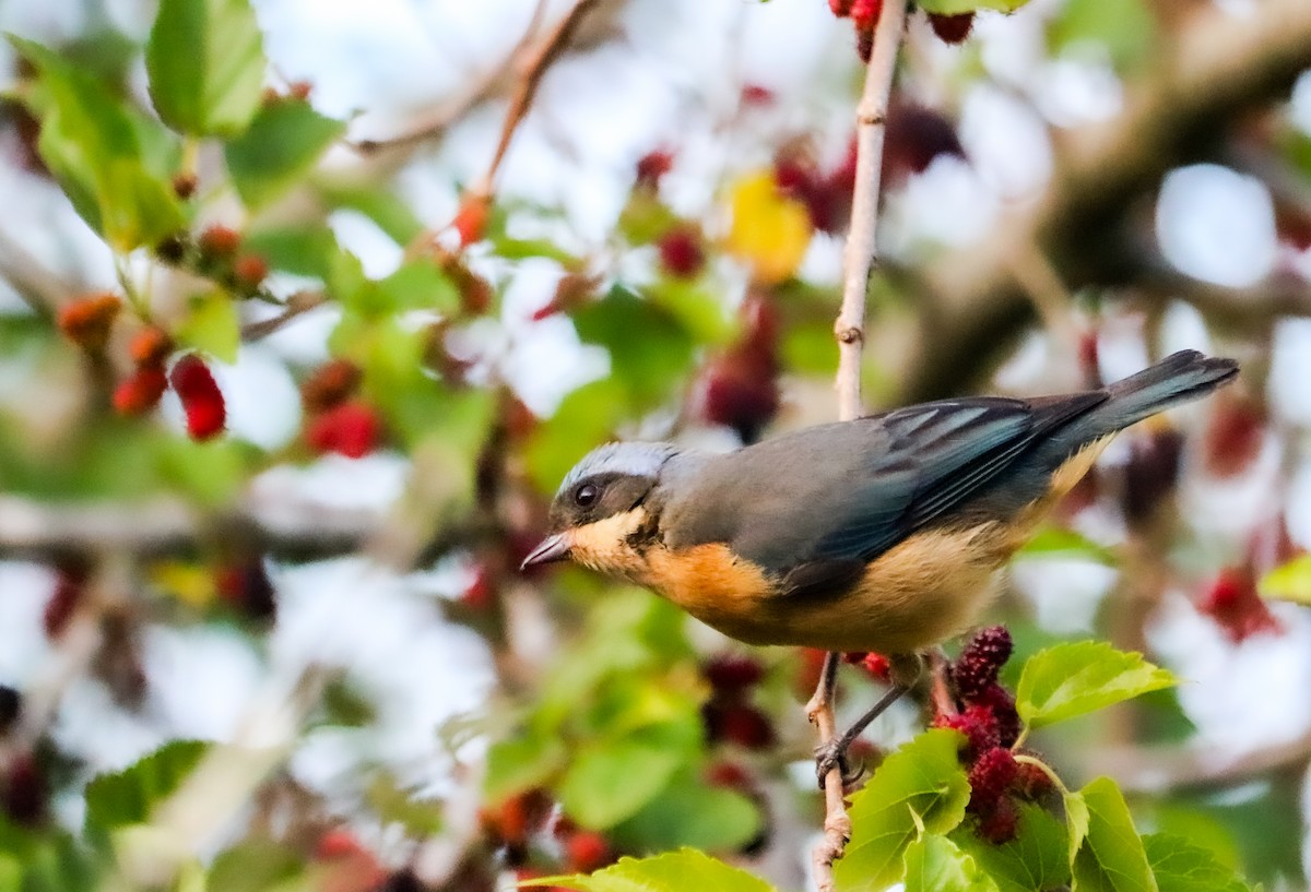 Fawn-breasted Tanager - ML642150242