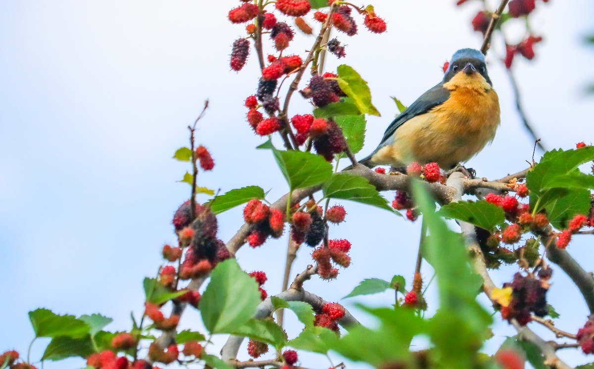 Fawn-breasted Tanager - ML642150243