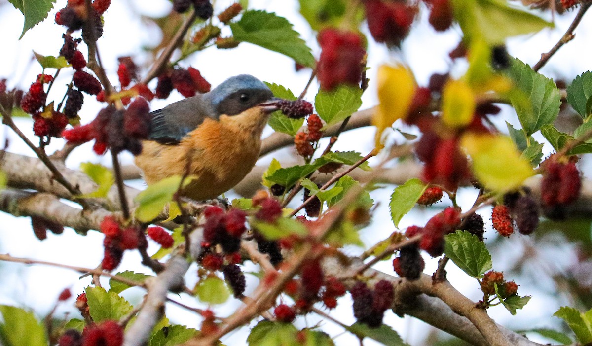 Fawn-breasted Tanager - ML642150244
