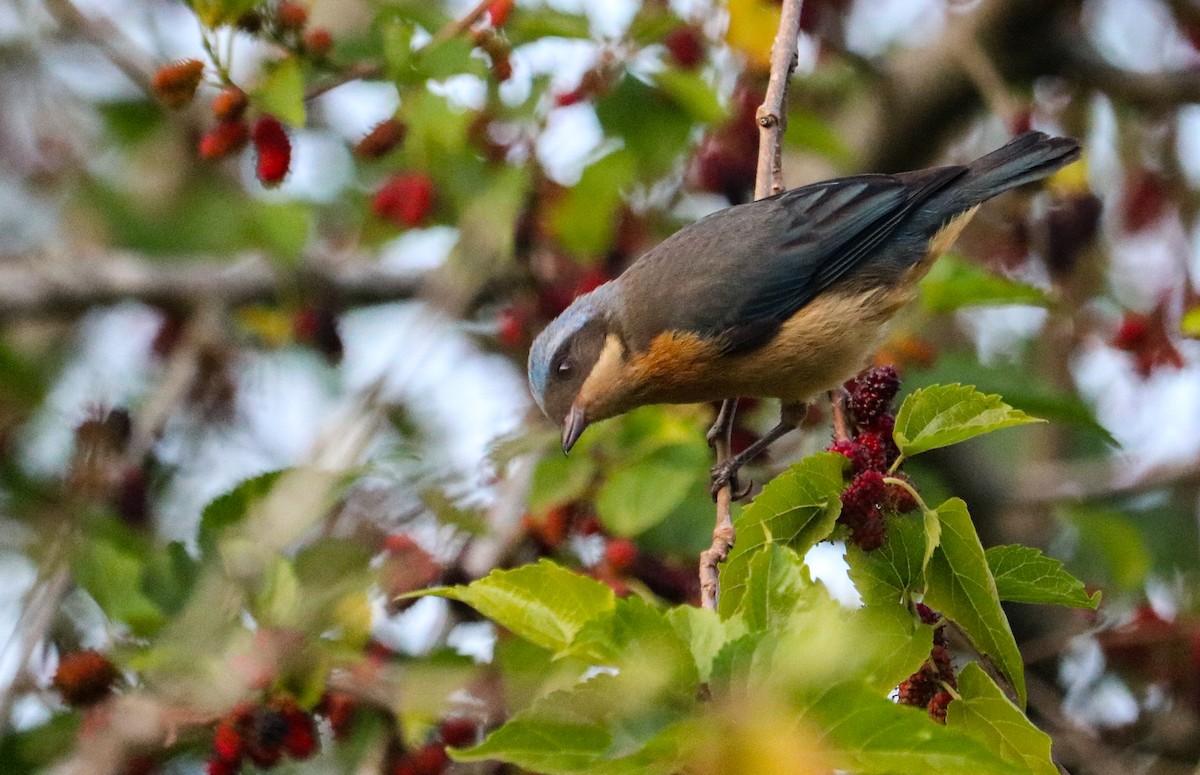 Fawn-breasted Tanager - ML642150245