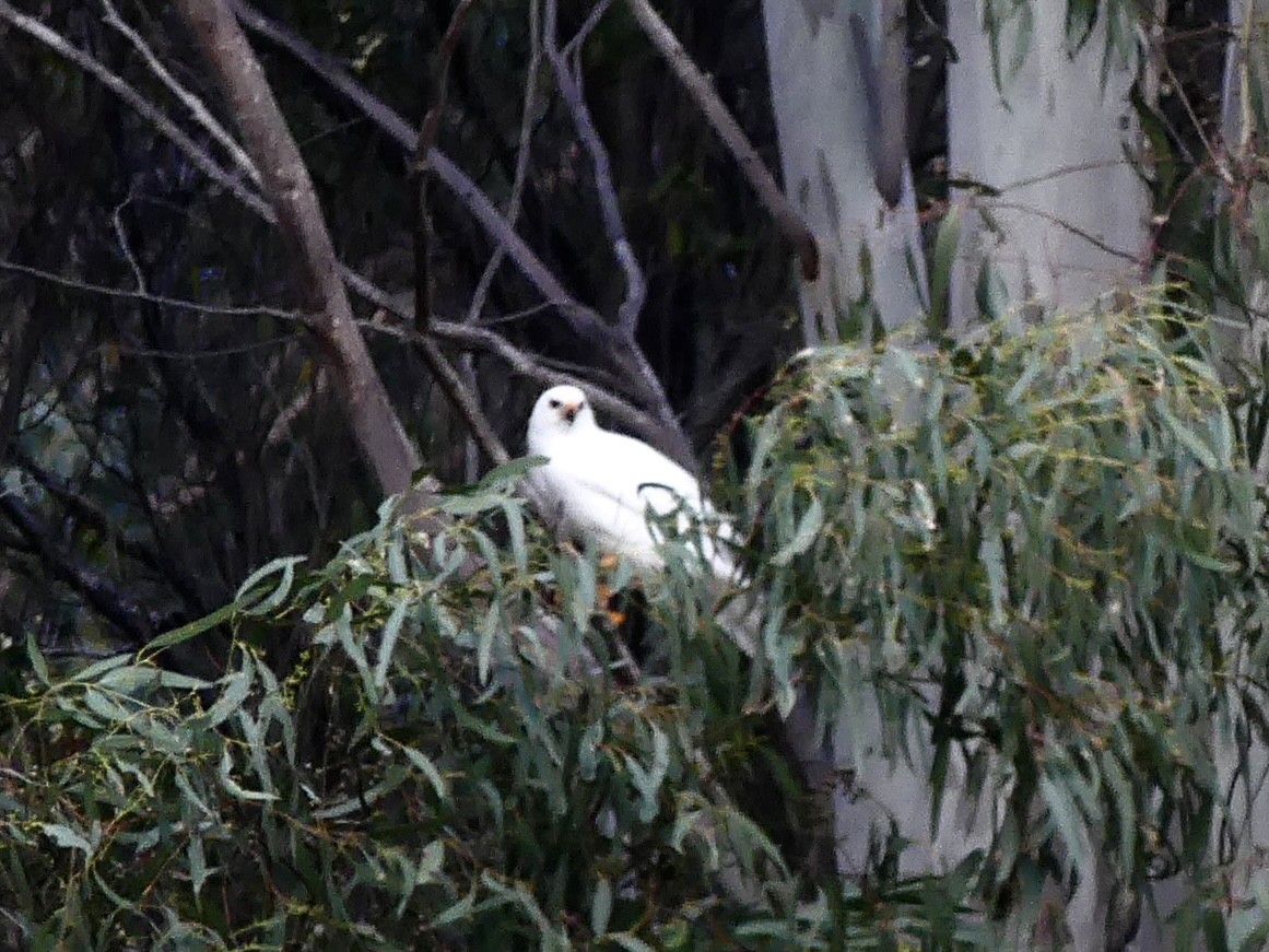 Gray Goshawk - ML642150255