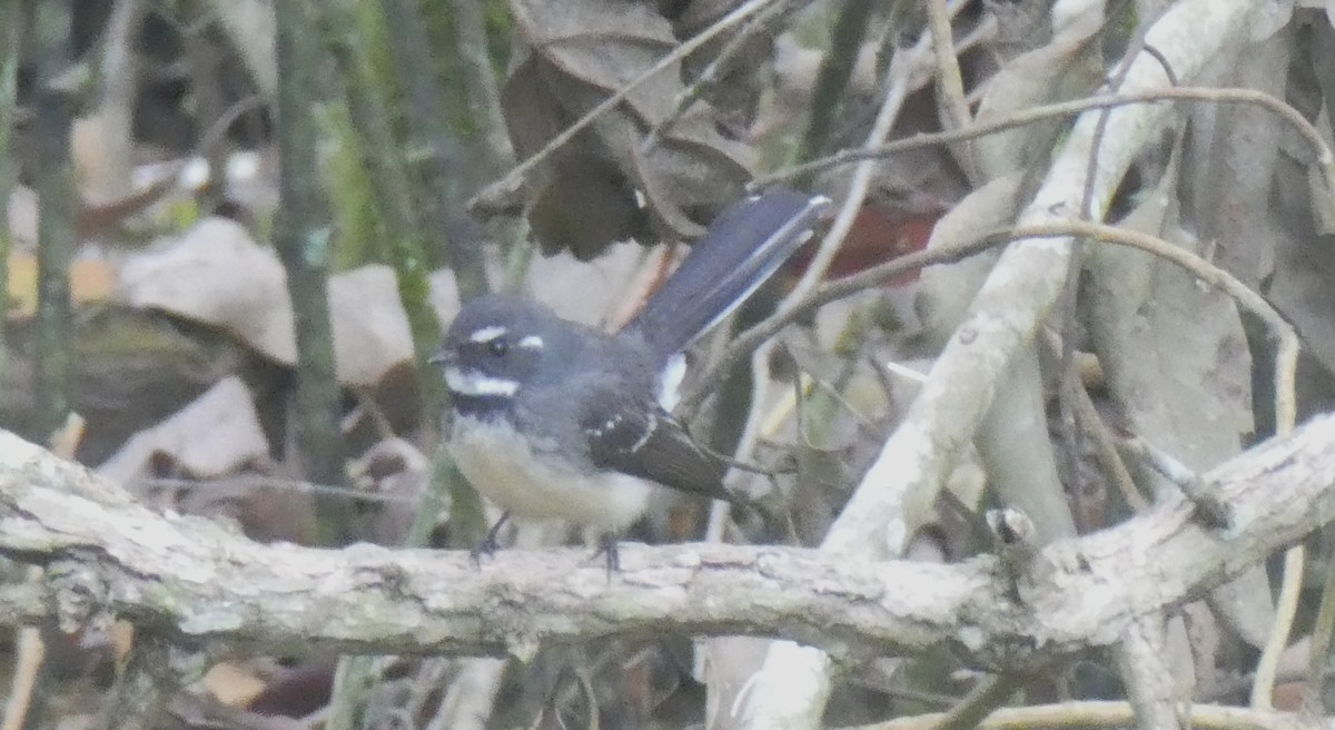 Gray Fantail - ML642150273