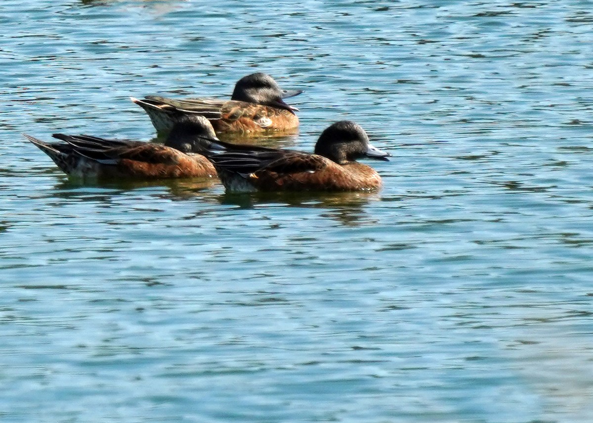 American Wigeon - ML642150283