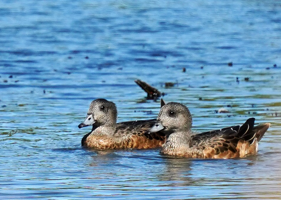 American Wigeon - ML642150284
