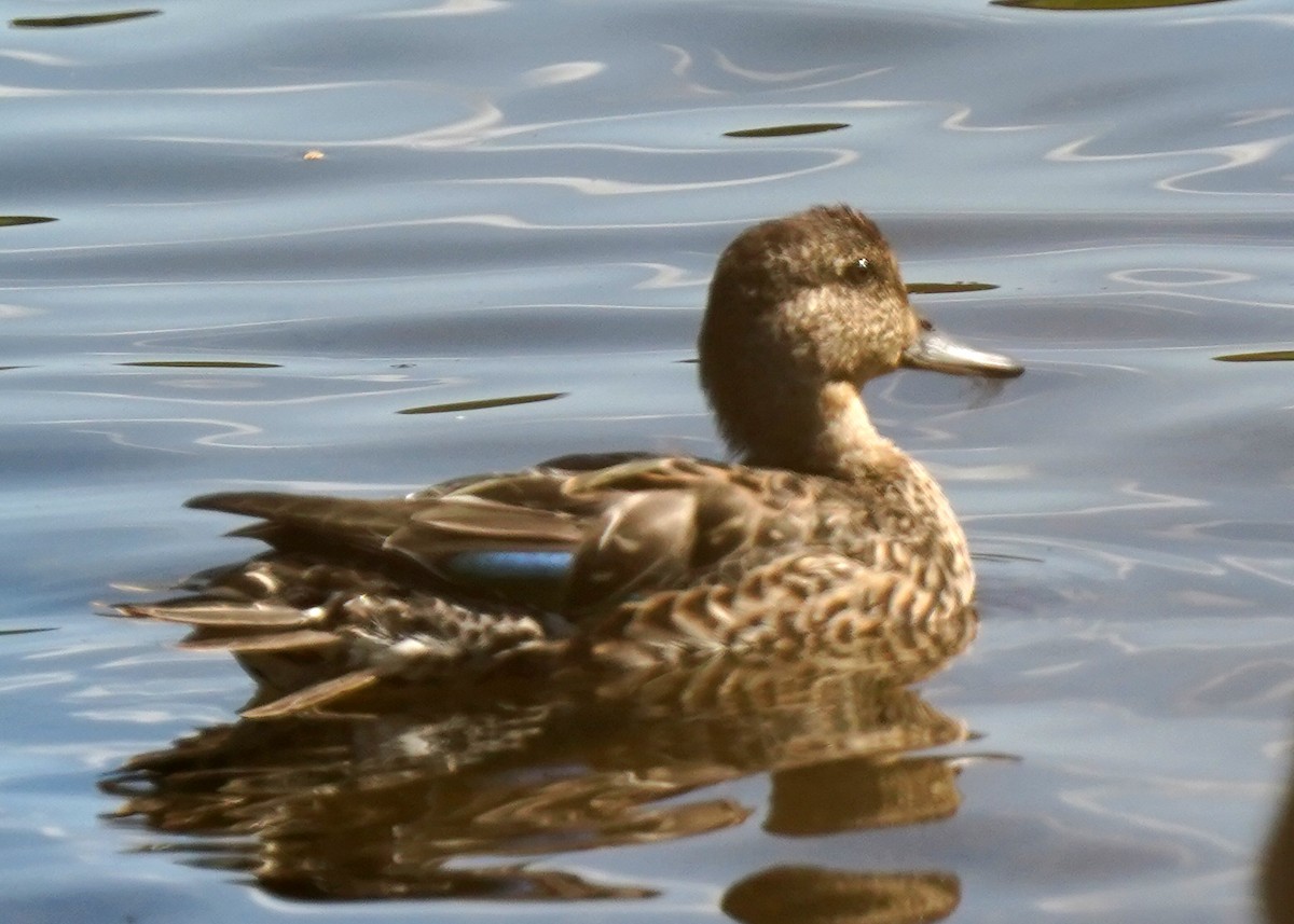 Stockente - ML642150286