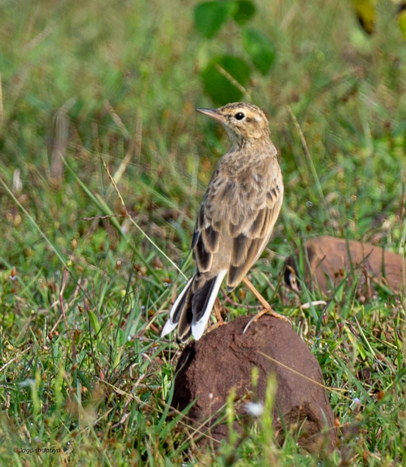 Orientspornpieper - ML642150298