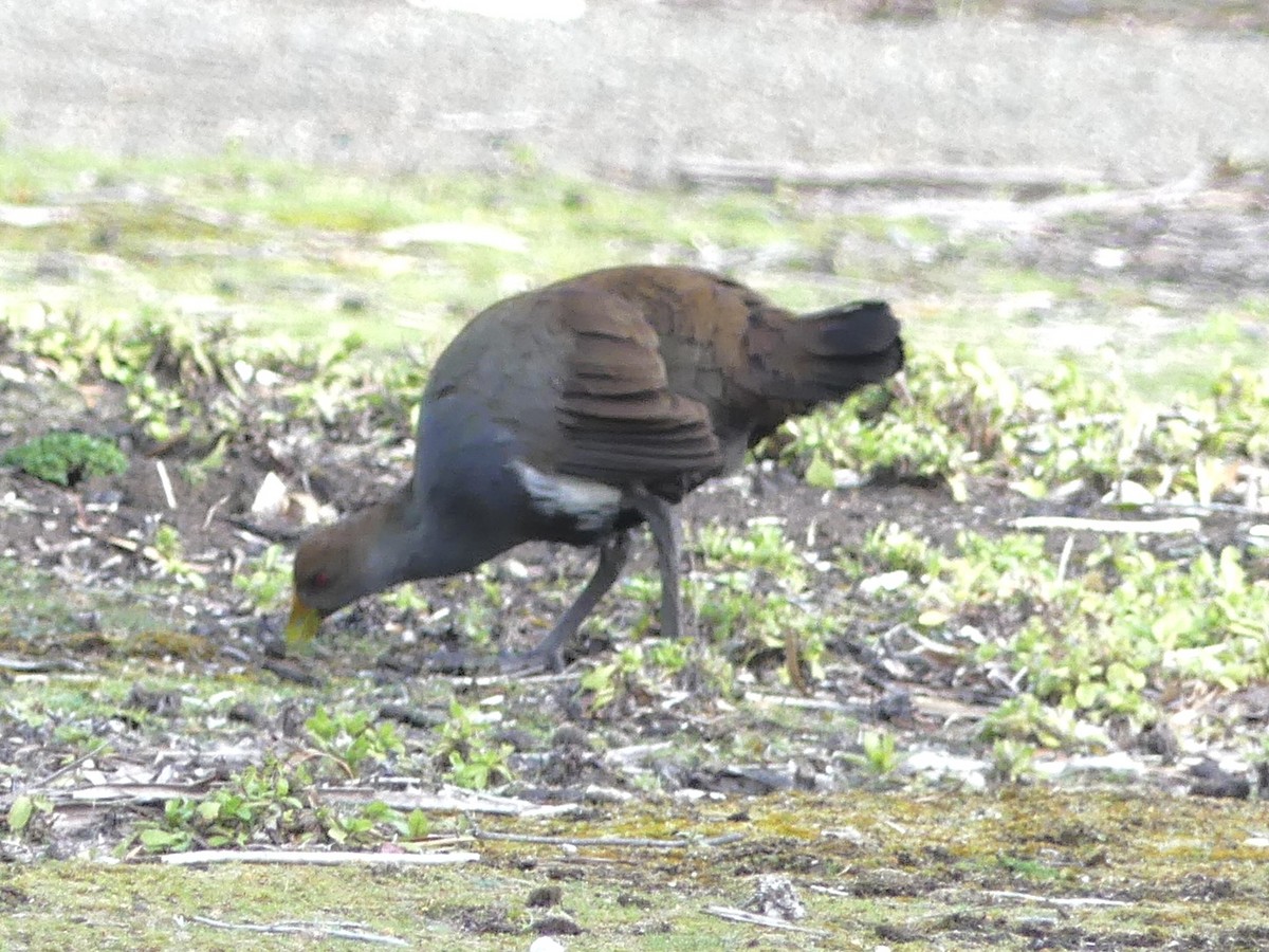 Grünfuß-Teichhuhn - ML642150321