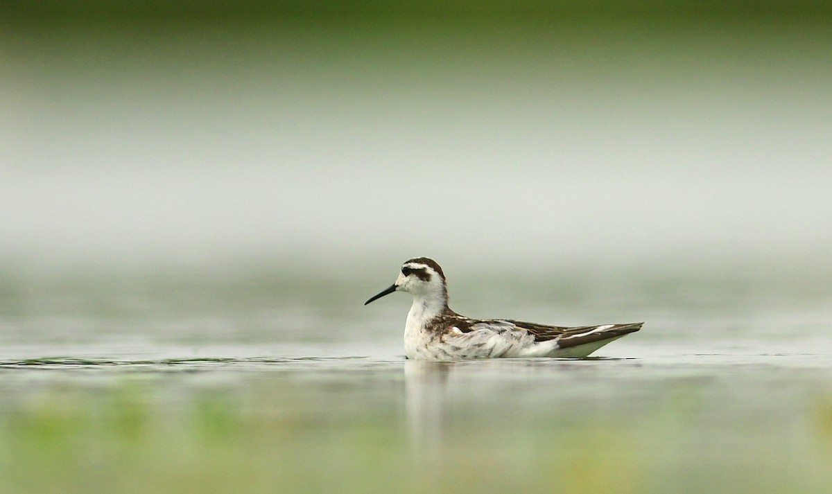 Red-necked Phalarope - ML642150324