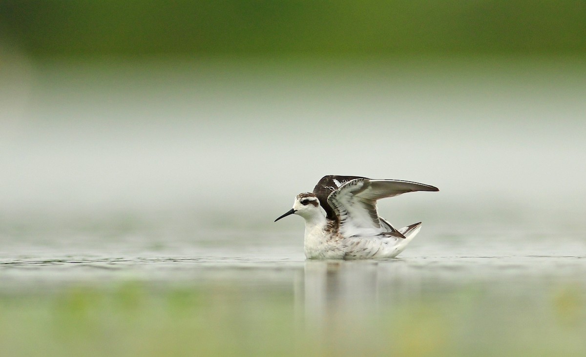 Red-necked Phalarope - ML642150325