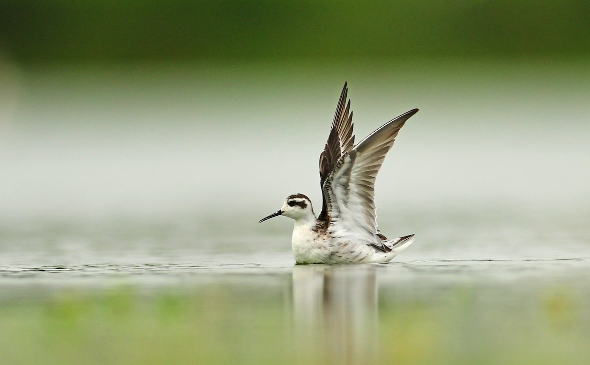 Red-necked Phalarope - ML642150326