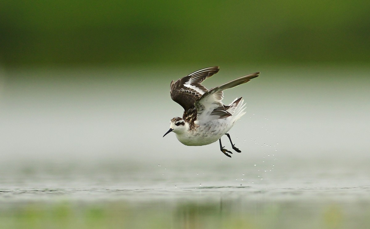 Red-necked Phalarope - ML642150327