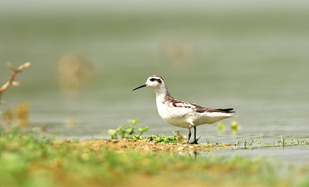 Red-necked Phalarope - ML642150328
