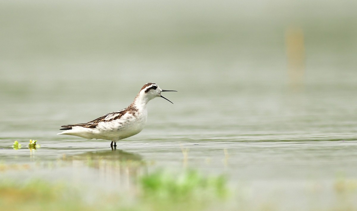 Red-necked Phalarope - ML642150329