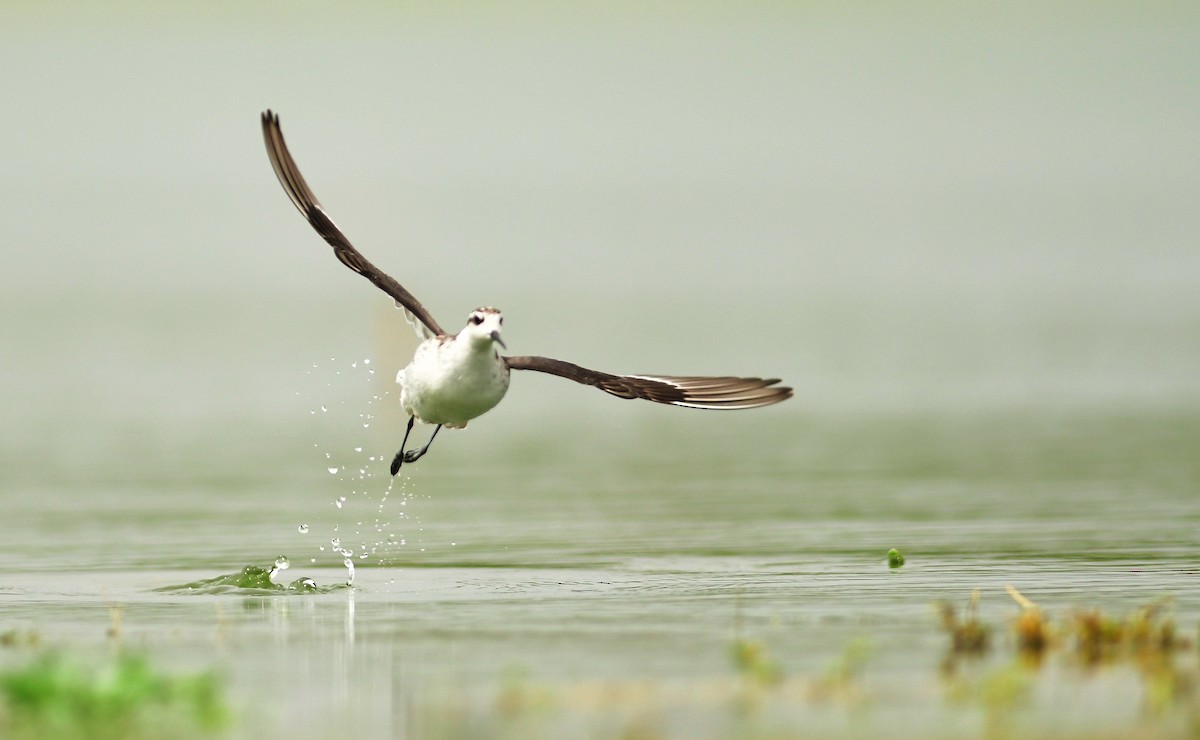 Red-necked Phalarope - ML642150330