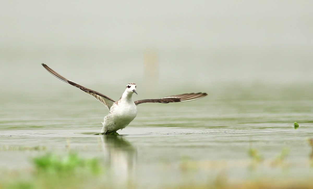 Red-necked Phalarope - ML642150331
