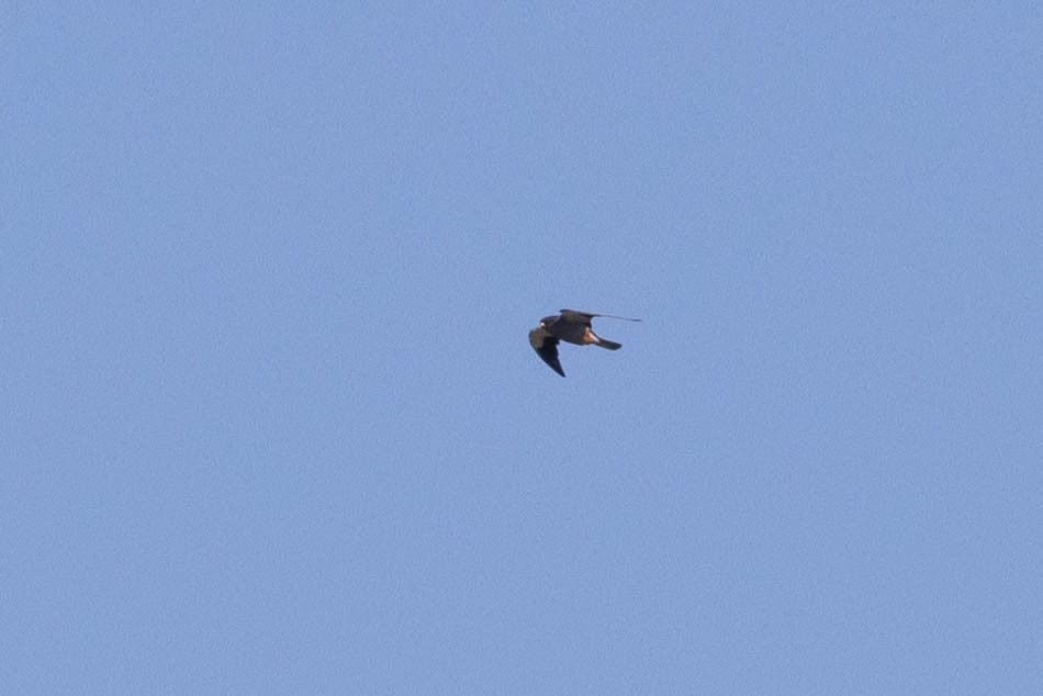 Falco dell'Amur - ML642150332