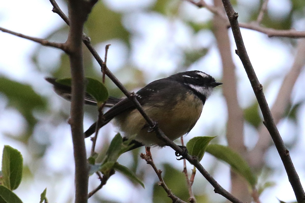 Gray Fantail - ML642150340